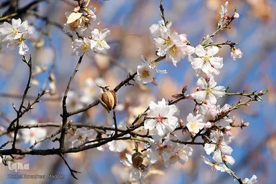 شکوفه‌های زودهنگام شهر راز