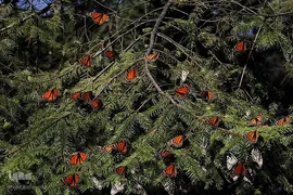 پروانه مونارک (شاه‌پروانه)