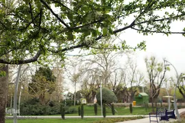 شکوفه های بهاری