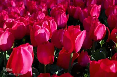 جشنواره گل‌های لاله در اراک
