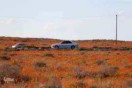 دشت شقایق‌های وحشی قم