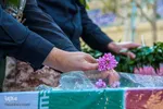 تشییع شهدا در زنجان‎‎