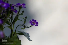 شکوفه های بهاری