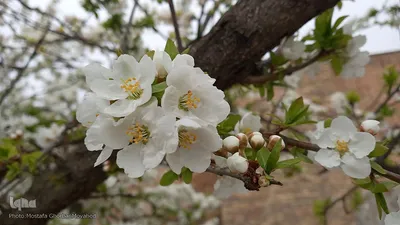 شکوفه های بهاری در اهر