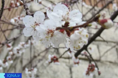 خودنمایی بهار در ارومیه