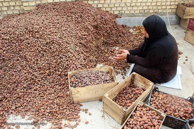 برداشت خرما از نخلستان‌های شادگان