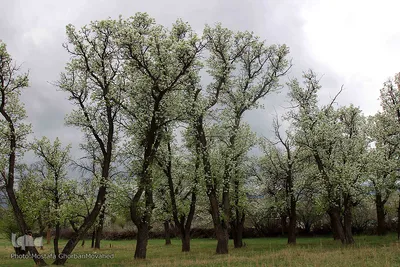 شکوفه های پیرترین درختان اهر