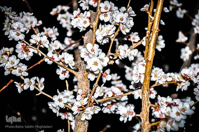 جلوه ای از زیبایی فصل بهار در بیرجند