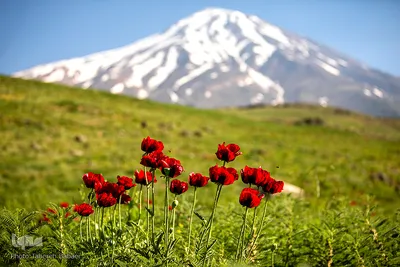 دشت شقایق‌های «رینه»