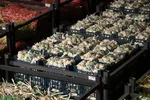 صادرات سیر؛ محصول پرخاصیت و معروف همدان