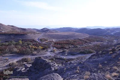 برداشت زرشک در خراسان‌جنوبی