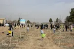 پویش سراسری درختکاری - مشهد
