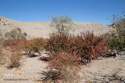 برداشت زرشک در خراسان‌جنوبی