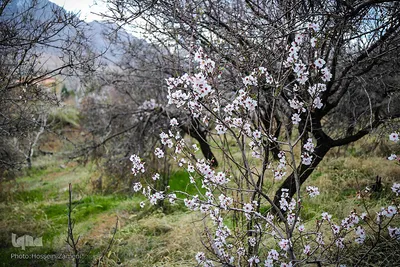 رستاخیز طبیعت در شهرستان سامان ‎

