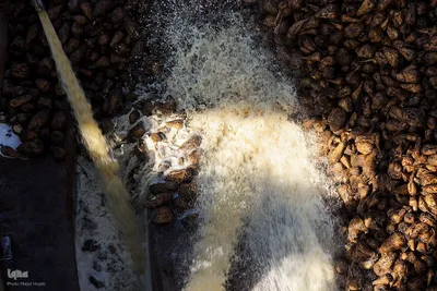 خوداتکایی در تولید شکر