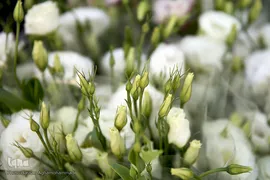 بازار گل شهید محلاتی در روز ملی گل