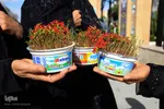 آخرین پنجشنبه سال/عکاس: پریسا بهزادی