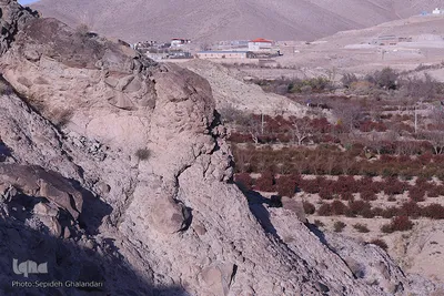 برداشت زرشک در خراسان‌جنوبی