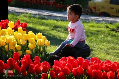 جشنواره گل‌های لاله در اراک