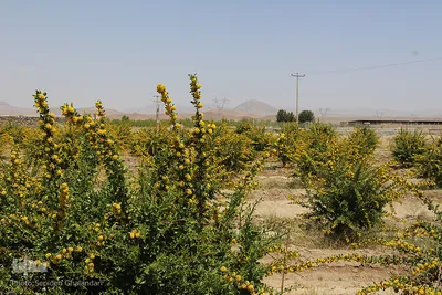 دانه‌های طلایی زرشک در کویر خراسان‌‌جنوبی