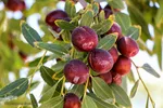 برداشت عناب در خراسان‌جنوبی