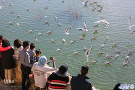 پرندگان مهاجر، مهمان رودخانه خشک شیراز