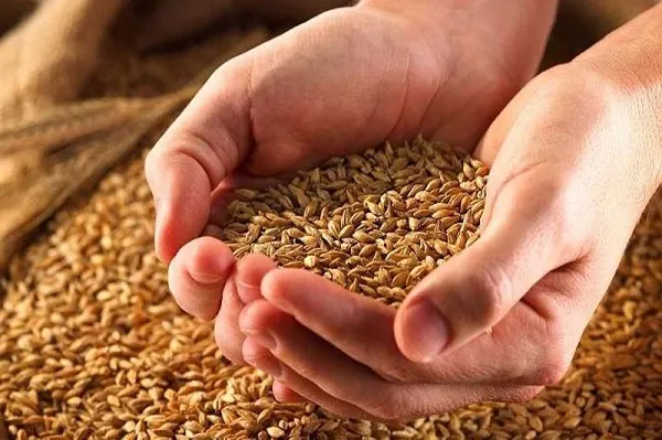 رشد ۱۴۲ درصدی جمع‌آوری زکات فطریه در کمیته امداد