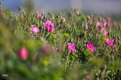 جشنواره گل محمدی در میمند فارس