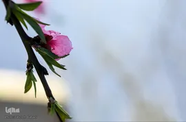 شکوفه های بهاری