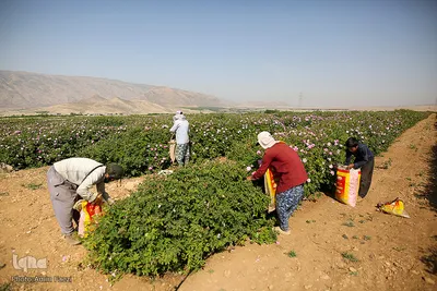 برداشت گل محمدی و گلابگیری سنتی در میمند فارس