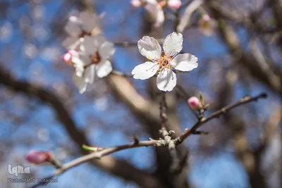 شکوفه‌های بهاری در باغستان سنتی قزوین