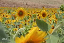 برداشت تخمه افتابگردان از مزارع خراسان شمالی