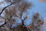 آذین بندی دهه فجر‎‎ اصفهان