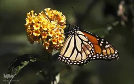 پروانه مونارک (شاه‌پروانه)