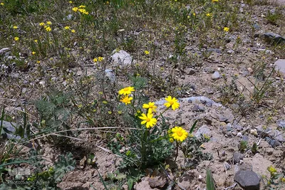 طبیعت بهاری بستان آباد