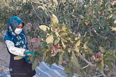 برداشت پسته در خراسان جنوبی