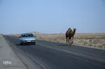 تور رسانه‌ای بازدید از دستاوردهای کشاورزی و دامپروری شهرستان اسکو‎