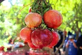 برگزاری چهارمین جشنواره ملی انار ساوه در مسجد هزار ساله