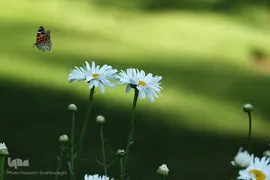 پروانه‌ها، میهمانان زیبای ناخوانده
