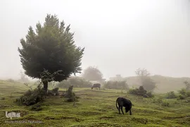 ييلاق اولس بلنگاه در ماسال