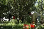 برداشت سیب از باغات میوه شهرستان اهر