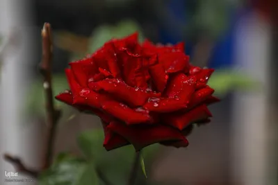 بارش باران بهاری