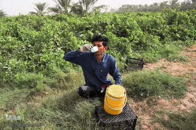 برداشت انگور از تاکستان غزاویه