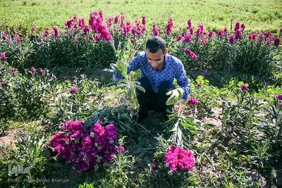 بهار در حمیدیه