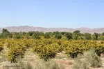 در انتظار دانه‌های طلایی زرشک
