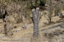 پارک جنگلی چیتگر