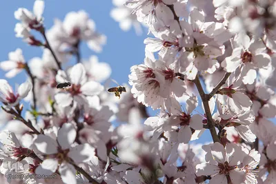 شکوفه‌های بهاری در باغستان سنتی قزوین
