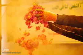 برداشت گل محمدی از مزارع موقوفه آستان مقدس حضرت معصومه(س)