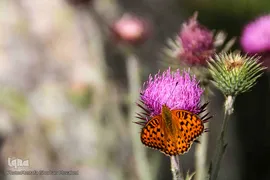 طبیعت ارتفاعات روستای مزرعه و قلعه شیور