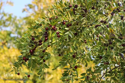 برداشت عناب در خراسان جنوبی
